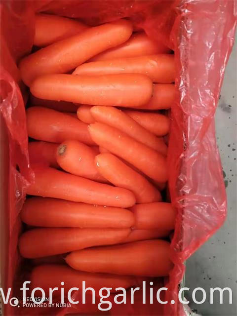 Fresh Carrot New 2019